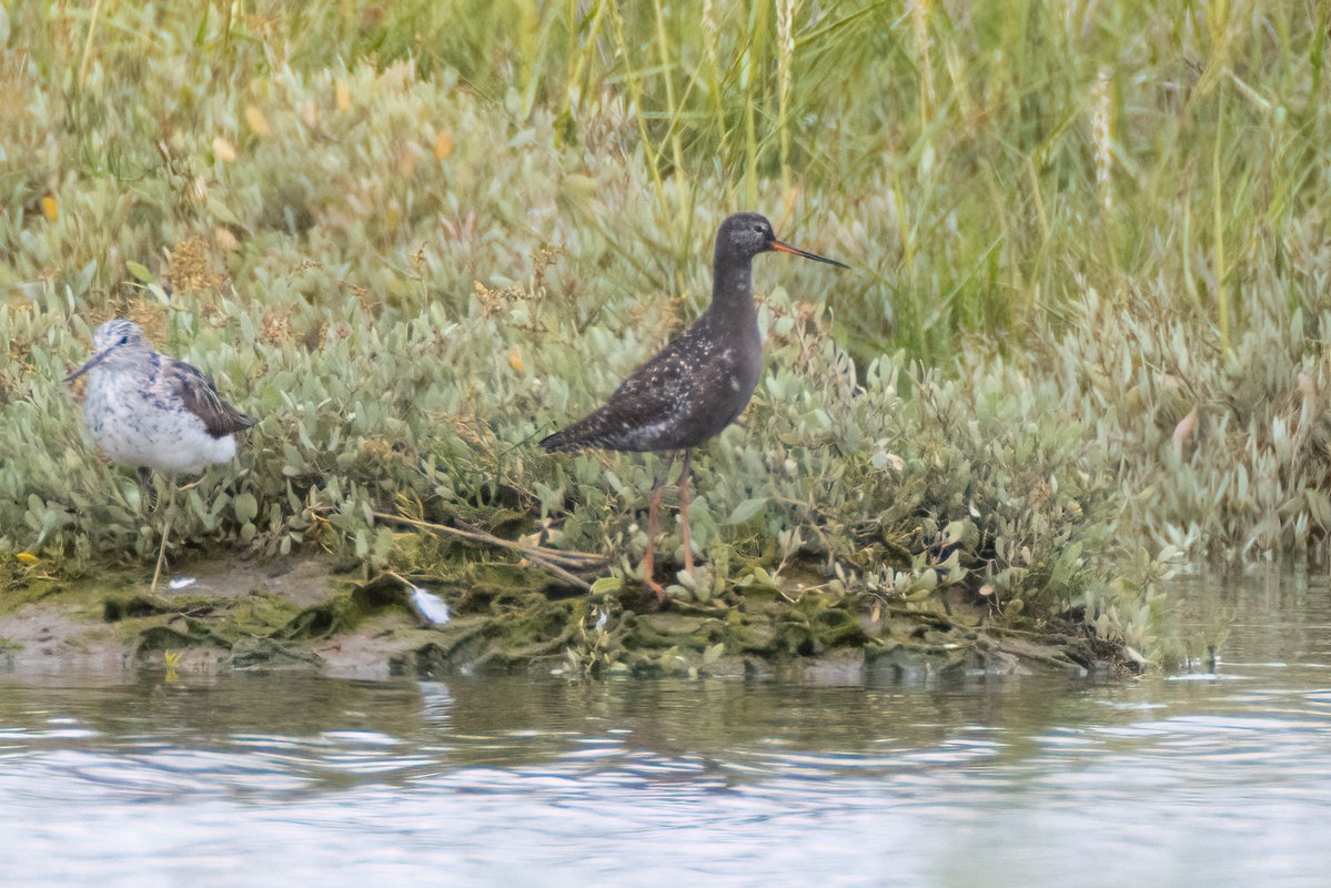 markwright12002's tweet image. A few (mostly distant) photos from around Poole Harbour today
Goshawk, Green Sandpiper, Spotted Redshank and Honey Buzzard
@harbourbirds @DorsetBirdClub