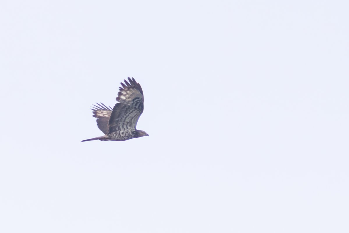 markwright12002's tweet image. A few (mostly distant) photos from around Poole Harbour today
Goshawk, Green Sandpiper, Spotted Redshank and Honey Buzzard
@harbourbirds @DorsetBirdClub