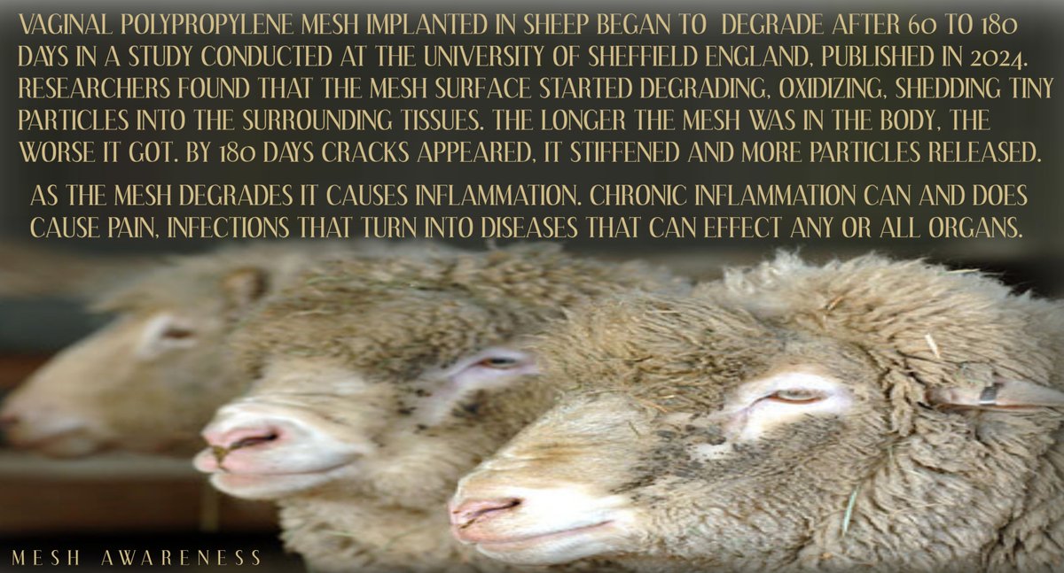 JanUrban12's tweet image. Baaaaaaaaaaah, humbug! Why are sheep still be studied instead of the 10's of 1000's women who are suffering with chronic Inflammation after having a Mesh Implant. Fact: Women with Mesh are being diagnosed with multiple diseases. For many Women, Life without Health is not Life.