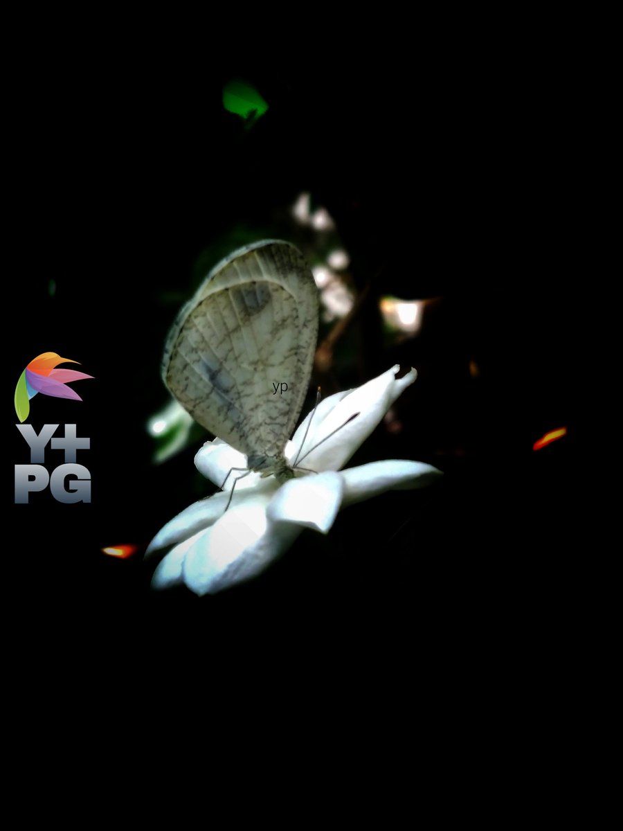 The Leptosia Nina butterfly is drinking jasmine flower nectar

#photography #photo  #photograph #photooftheday #photographylovers #PhotographyIsArt #nature #naturelove #NatureIsAmazing #naturescenery #naturelover #macro #macrophotography