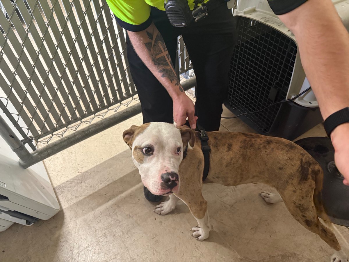 This good looking guy was found walking in the area of Route 126 and the exit ramp if I-55.  He is looking to get back home and rest in some AC!  Male pitbull with a black harness.  Please call 815-436-2341 if you know him