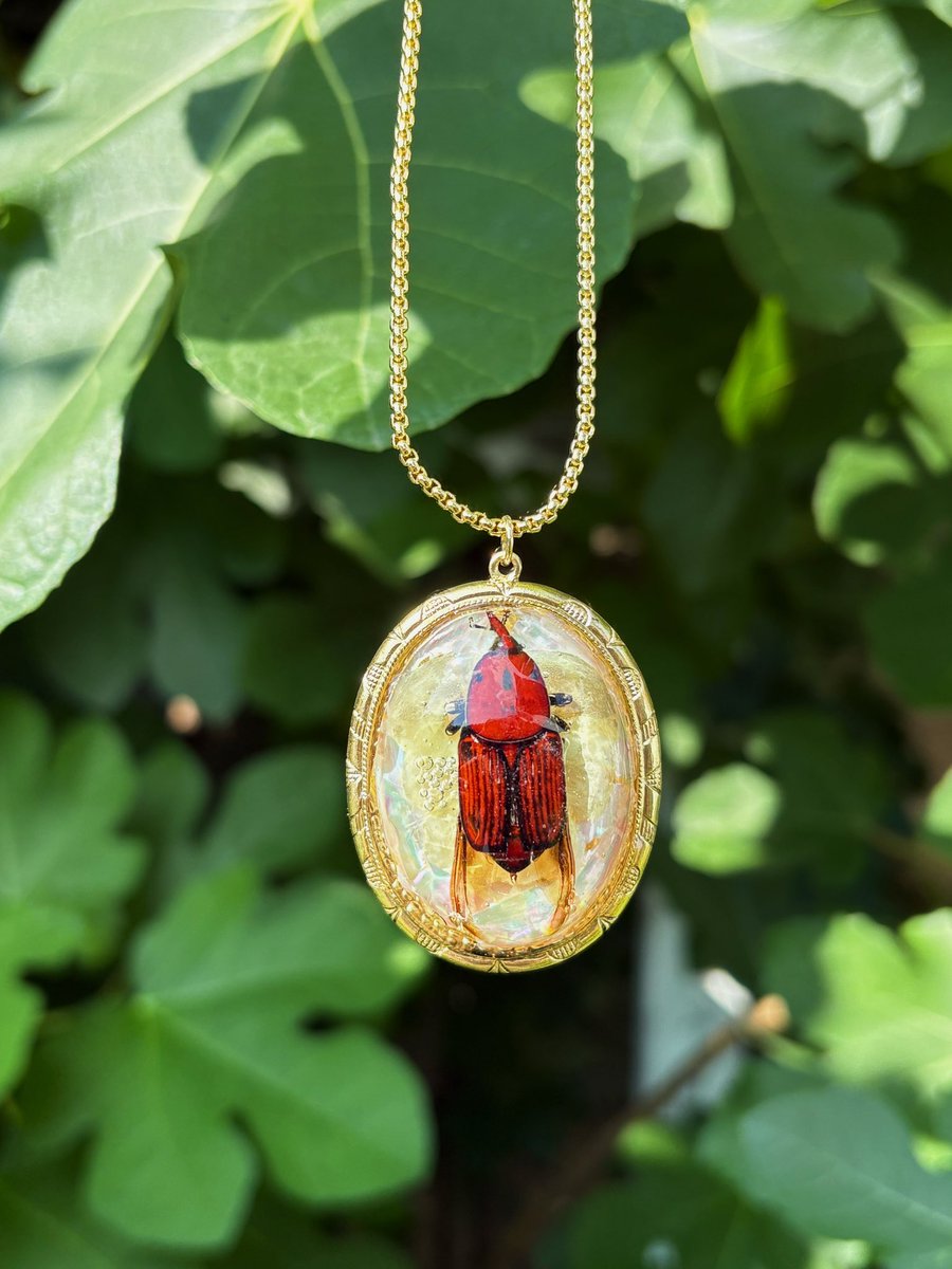 medusasgemss's tweet image. witchy red weevil 𓆣
immortalizing a pretty, dead bug i found in my country w some abalone °❀⋆.ೃ࿔*:・ available on my shop now 🪷