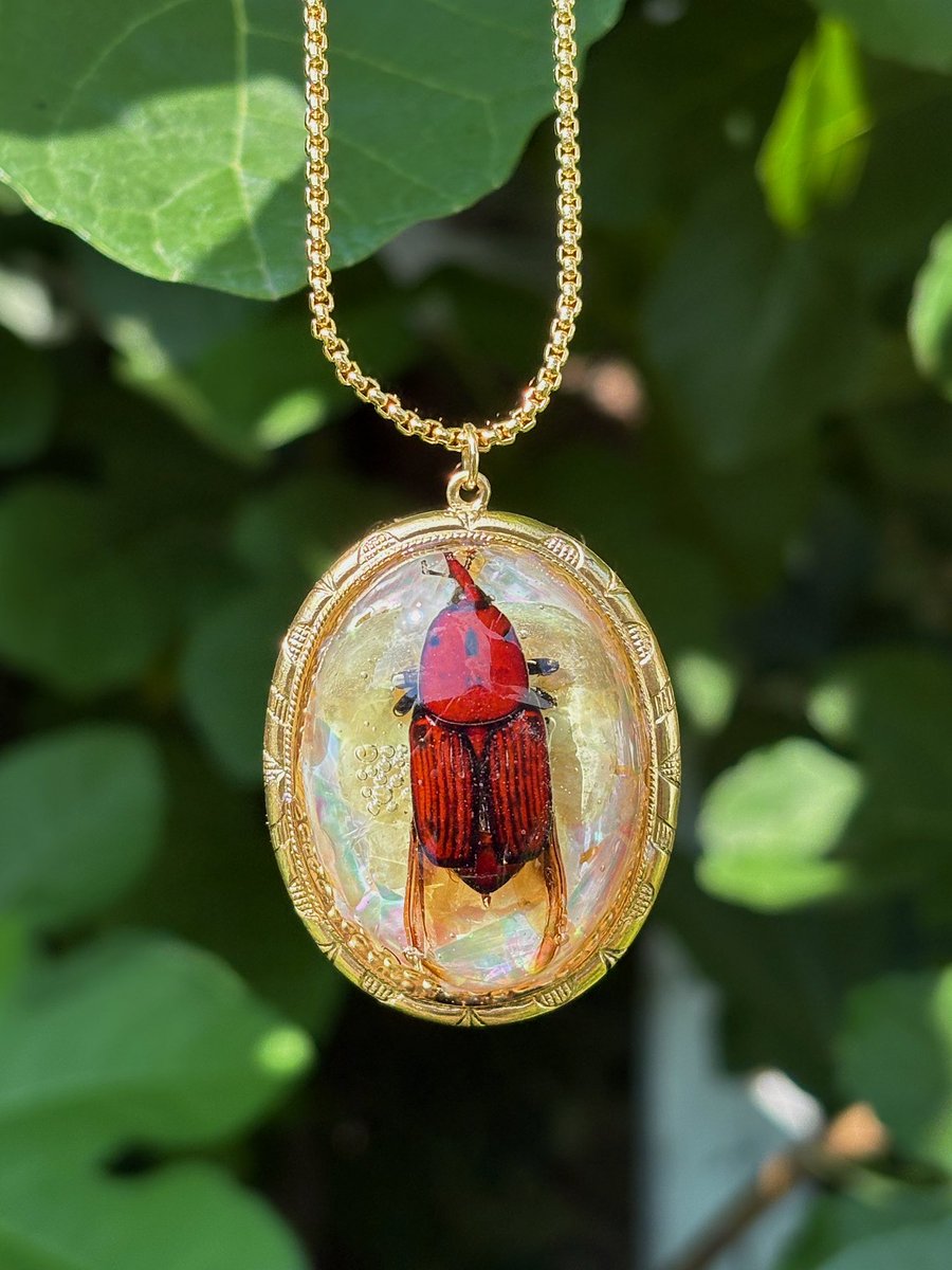 medusasgemss's tweet image. witchy red weevil 𓆣
immortalizing a pretty, dead bug i found in my country w some abalone °❀⋆.ೃ࿔*:・ available on my shop now 🪷