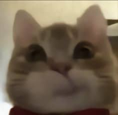 Prappple's tweet image. How the fuck do i install windows 11