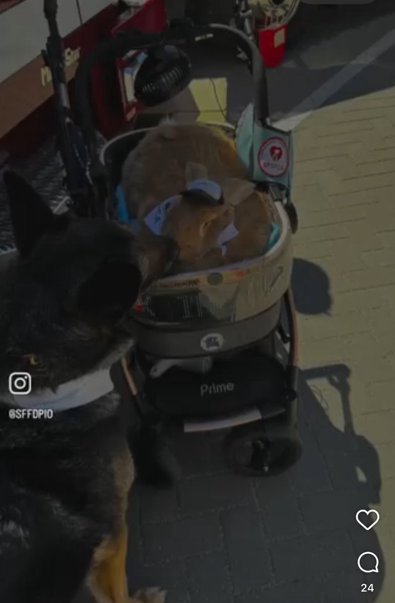 SFFDPIO's tweet image. We want to express our heartfelt support and prayers following the passing of Alex, the Great Therapy Rabbit. We are grateful for all the joy, smiles, and memories that Alex brought into our lives. We also extend our thanks to Alex's human companions, Kei Kato and Josh Row, for…