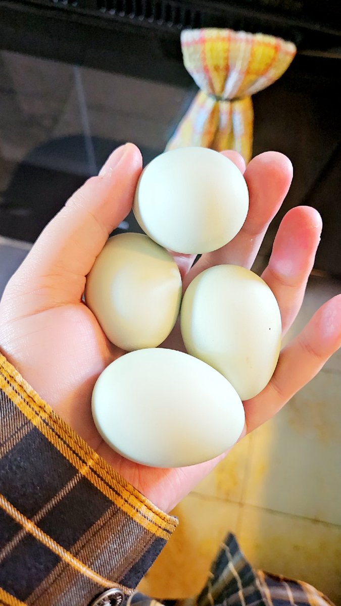 Our chickies laid their first eggieeeeees!!! 🤩🤩🤩 

THEY ARE SO CUTE AND SMALL AND BLUUUUUUE!!! 🥰