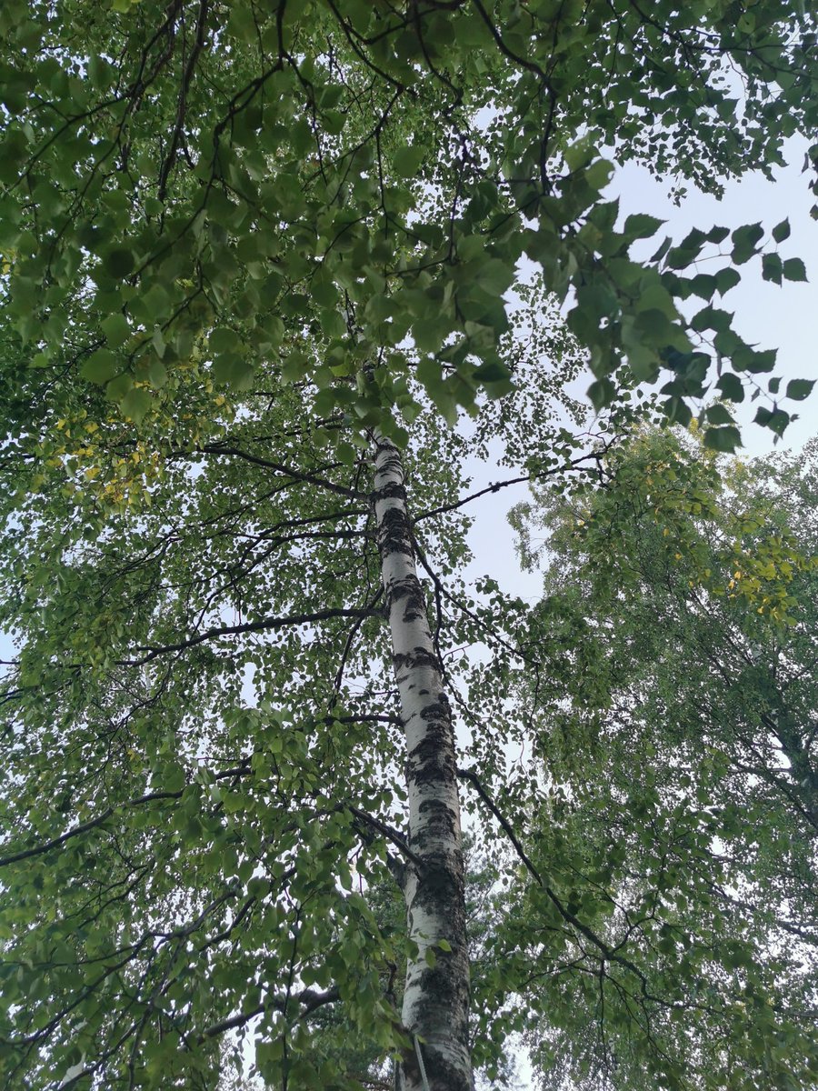 kirkko_evI's tweet image. Romantikolle koko maailma on pelkkää rakkauden lavastetta.
#raskasosa