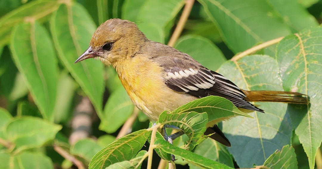 Can you ID this juvenile songbird? Here's a hint: they are part of the blackbird family and have flute-like calls. (Photo courtesy of Lili Duan) 

#BirdID #Birding #WillCounty