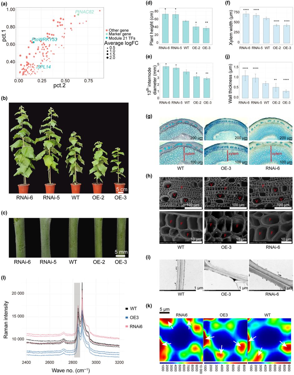 NewPhyt's tweet image. Phylostratigraphic analysis revealed that ancient ohnologue PtoWRKY53 innovated a vascular transcription regulatory network in Populus
Huang et al.
📖 nph.onlinelibrary.wiley.com/share/R49VTMWW…