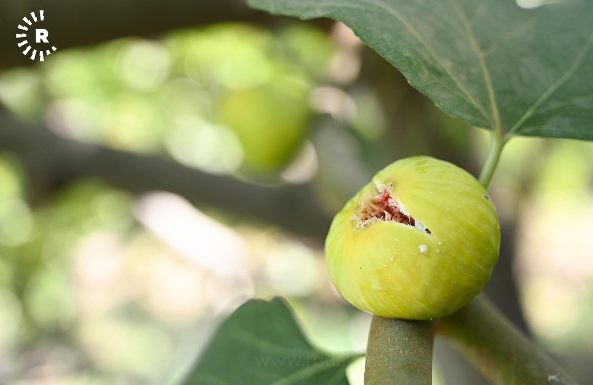 RudawTurkce's tweet image. Lezzeti ve aromasıyla dünyaca ünlü Akre inciri, Kürdistan Bölgesi'ndeki pazarlarda yerini almaya başladı
📸Bılınd Tahir-Rûdaw