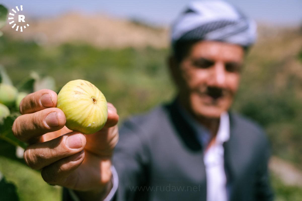 RudawTurkce's tweet image. Lezzeti ve aromasıyla dünyaca ünlü Akre inciri, Kürdistan Bölgesi'ndeki pazarlarda yerini almaya başladı
📸Bılınd Tahir-Rûdaw