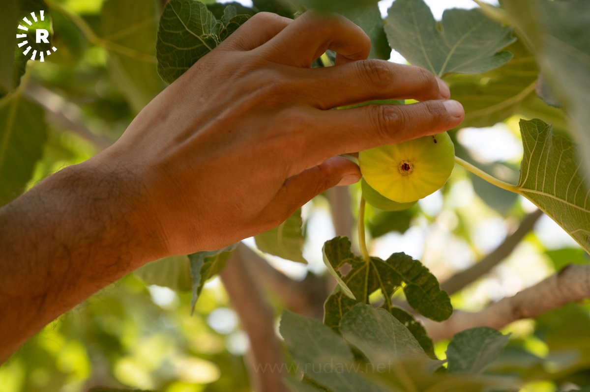 RudawTurkce's tweet image. Lezzeti ve aromasıyla dünyaca ünlü Akre inciri, Kürdistan Bölgesi'ndeki pazarlarda yerini almaya başladı
📸Bılınd Tahir-Rûdaw