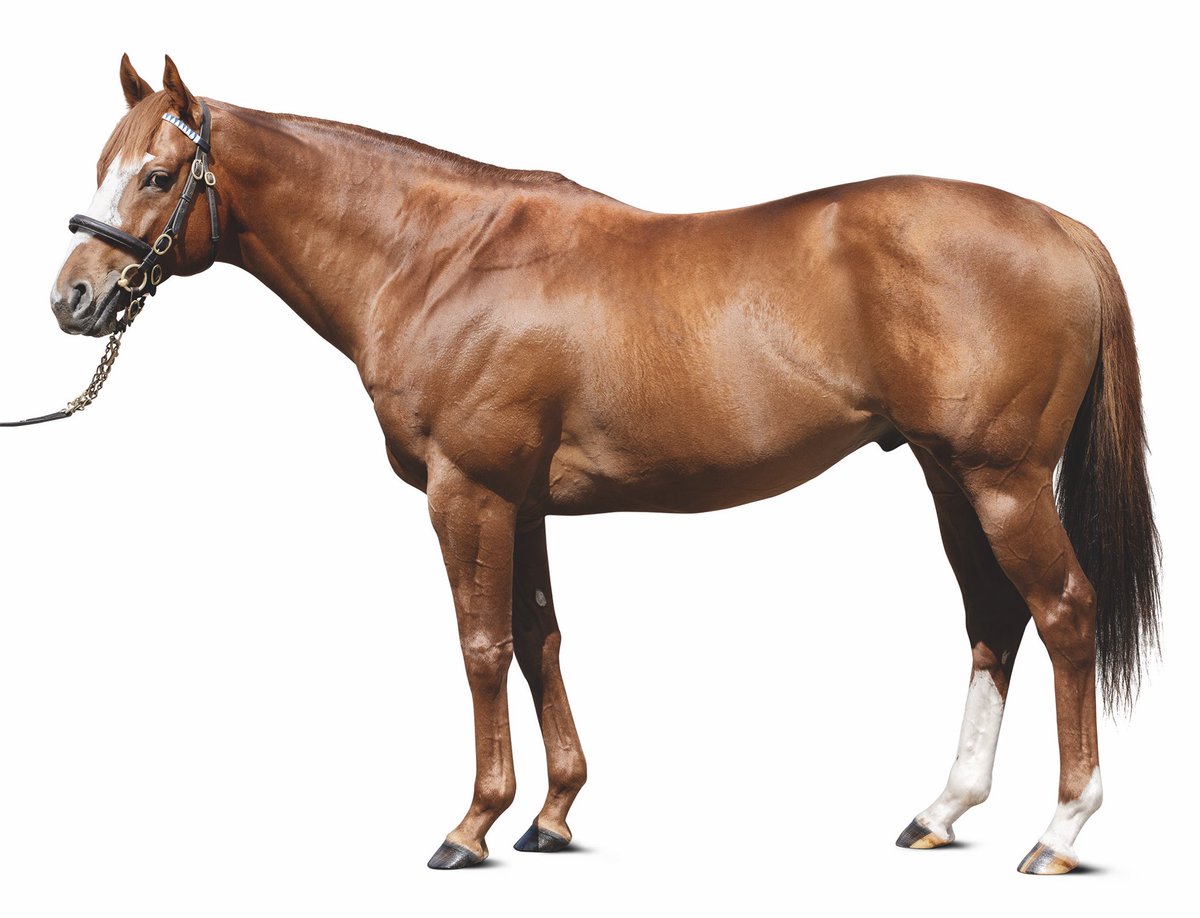 Conor Norris (@conorcnorris) on Twitter photo Great week for young stallion Earthlight with 3 impressive Maiden/Novice winners Our Planet <a href="/LeicesterRaces/">Leicester Racecourse</a>, Crown of Light <a href="/salisburyraces/">Salisbury Racecourse</a> Big Song <a href="/EpsomRacecourse/">Epsom Downs Racecourse</a> and a good second in the Prix Madame (listed) with Thordis. Well done trainers Keady, Knight, and Charlton 💪🏻 Great week for young stallion Earthlight with 3 impressive Maiden/Novice winners Our Planet <a href="/LeicesterRaces/">Leicester Racecourse</a>, Crown of Light <a href="/salisburyraces/">Salisbury Racecourse</a> Big Song <a href="/EpsomRacecourse/">Epsom Downs Racecourse</a> and a good second in the Prix Madame (listed) with Thordis. Well done trainers Keady, Knight, and Charlton 💪🏻