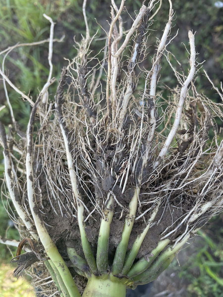 SmartStaxPro is protecting very well against this year’s heavy rootworm pressure in continuous corn on corn fields.