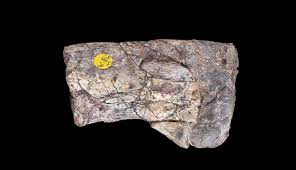 FDinosaurios's tweet image. Oculto durante 60 años: cómo un fémur gigante de Zambia podría cambiar el mapa evolutivo de los dinosaurios (@infobae @royalsociety)
Hueso de silesaurio conservado en @NHM_London reveló q los ancestros de estos gigantes pudieron ser aún mucho más grandes
n9.cl/l6k2e