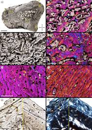 FDinosaurios's tweet image. Oculto durante 60 años: cómo un fémur gigante de Zambia podría cambiar el mapa evolutivo de los dinosaurios (@infobae @royalsociety)
Hueso de silesaurio conservado en @NHM_London reveló q los ancestros de estos gigantes pudieron ser aún mucho más grandes
n9.cl/l6k2e