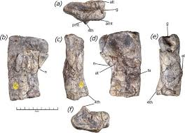 FDinosaurios's tweet image. Oculto durante 60 años: cómo un fémur gigante de Zambia podría cambiar el mapa evolutivo de los dinosaurios (@infobae @royalsociety)
Hueso de silesaurio conservado en @NHM_London reveló q los ancestros de estos gigantes pudieron ser aún mucho más grandes
n9.cl/l6k2e