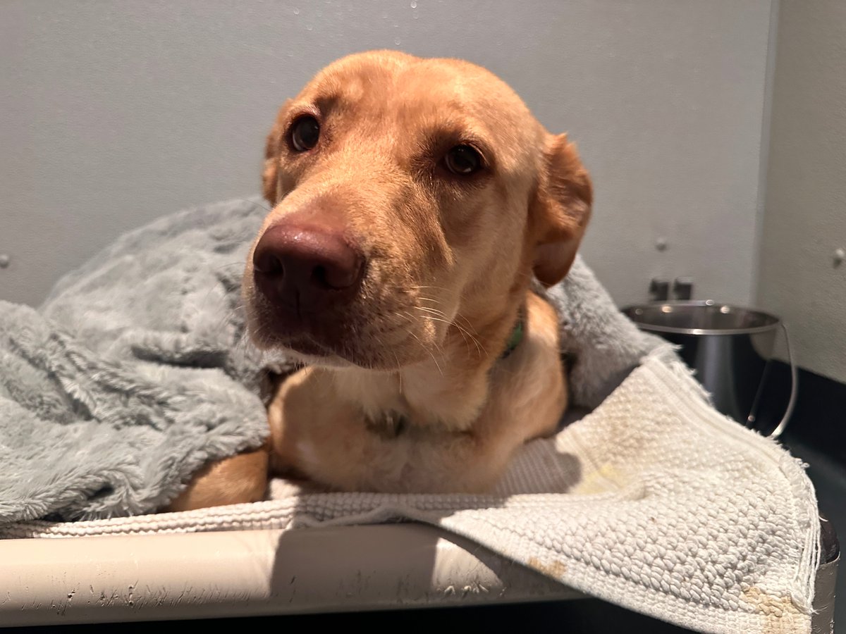 bestfriends's tweet image. Is tucking in our adoptable animals before leaving at night a requirement? No. 😴
But do our staff in New York City make sure to tuck them for bedtime? Yes! 🥰