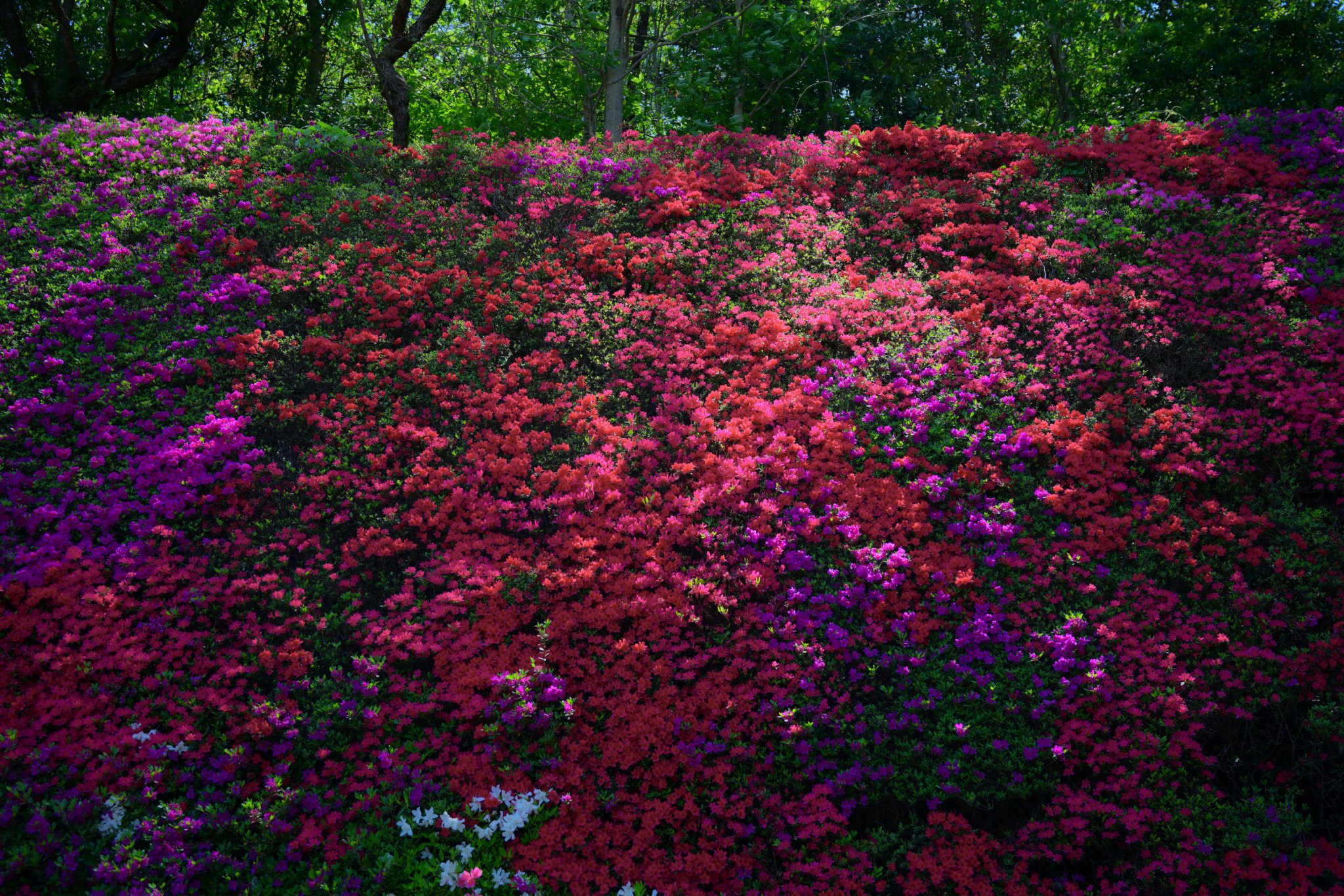 花y…ページ•*¨*•.¸♬︎ 🍀🌺🌻🌿🍀🌷🥀🌿🍀🌹🌼🌿🍀🌸🏵🌿🍀 🍀2023年7月27日(木