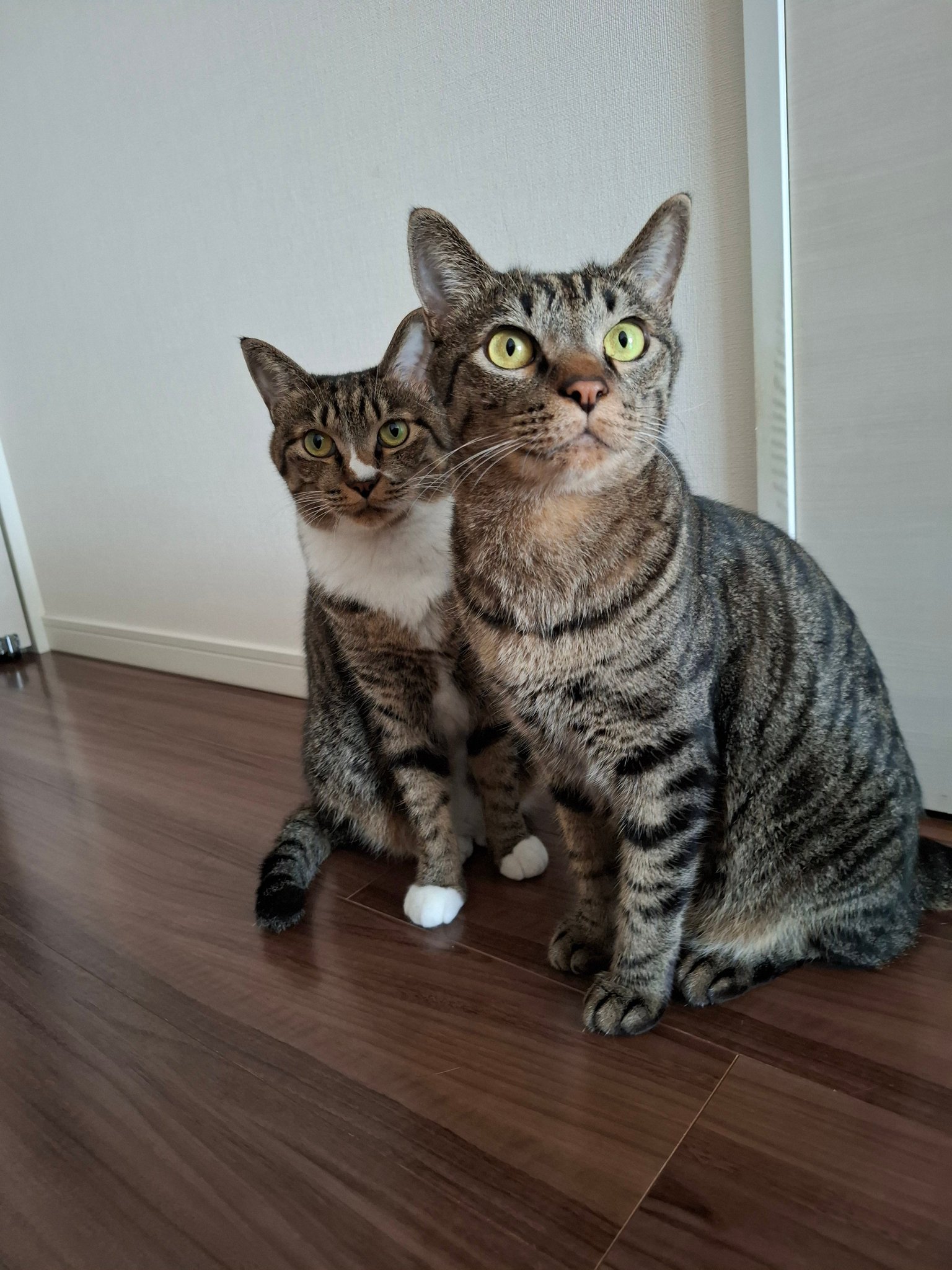 猫C 最終値下げしました！ 楽天市場】【8/1限定2人に1人最大100%P】セパレートベッド付きち