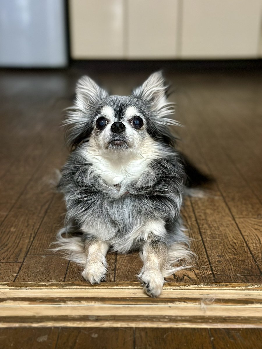 yuzu_chihuahua's tweet image. 起きる時間とか多少行動は違うんでしょうけど､ワンコってどうやって今日はお出掛けとか判断しているんだろう🤔
うちの子､トリミングの日は朝からソワソワしているんすよね🐶ワイが先入観でそう思っているだけかもしれませんが(笑)