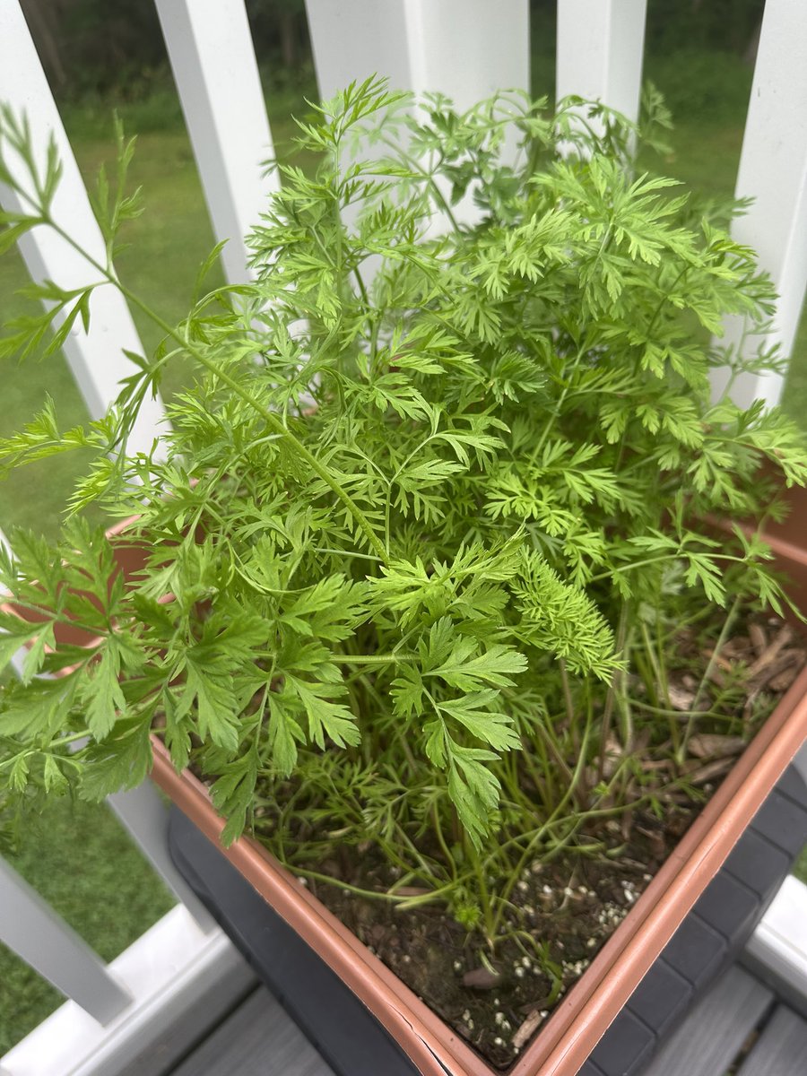 thestarktruth's tweet image. Tomatoes (optimistic) and Carrots (Not optimistic)