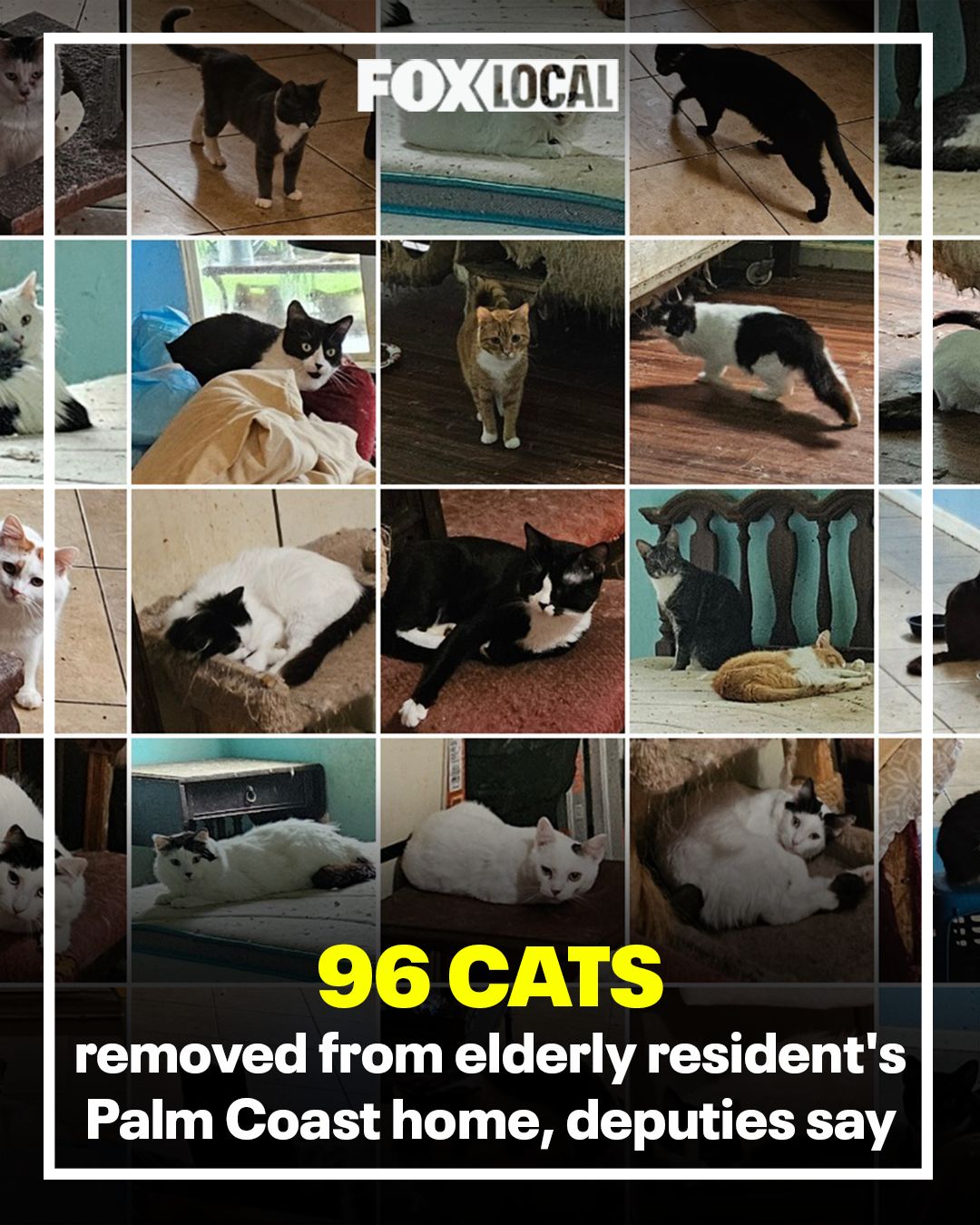 family cats　1001 FOX 35 Orlando on X: 
