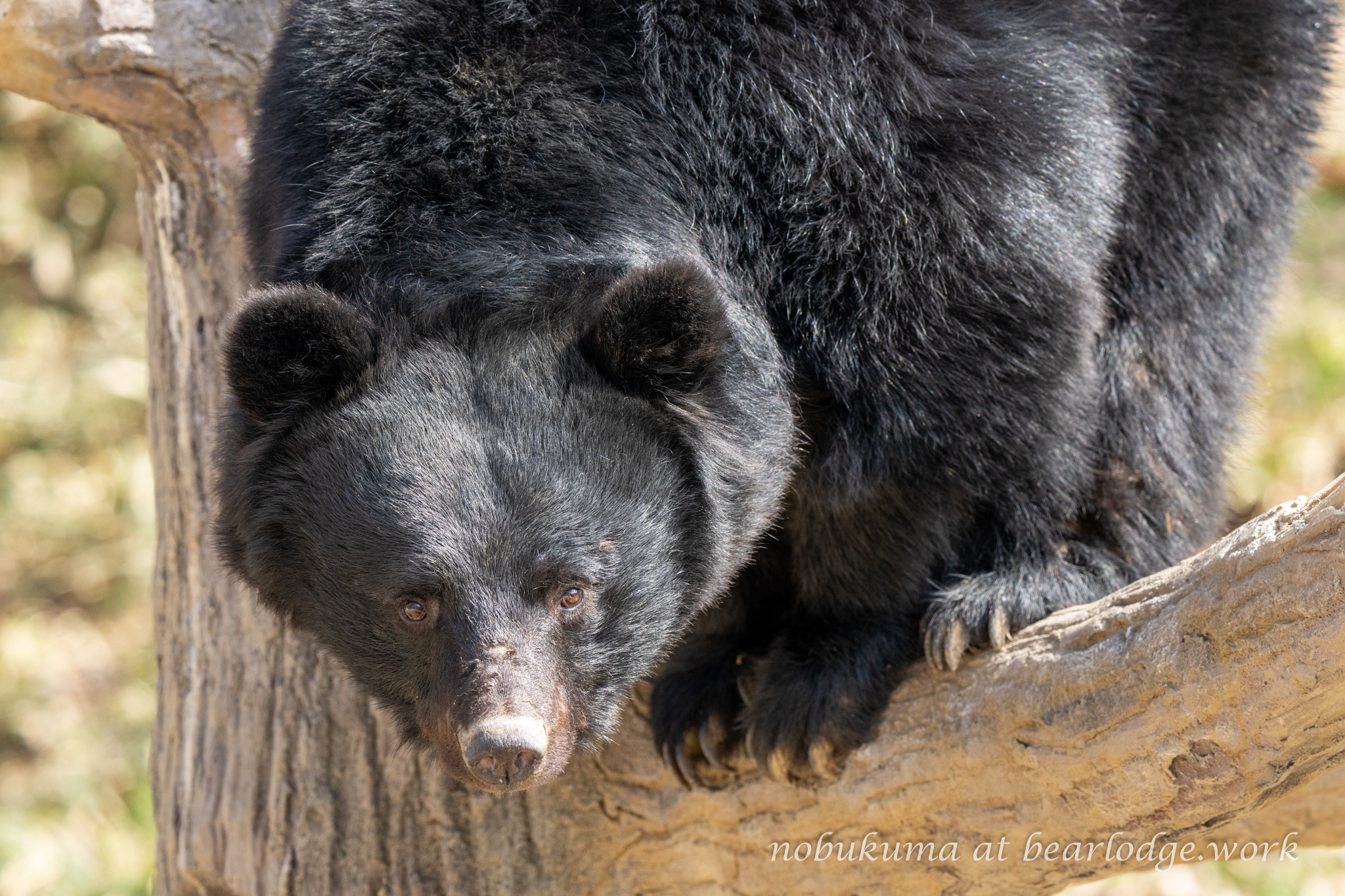 本格的モヘヤの熊 のぶクマ🐻羆と香辛料🐻C106 日曜日 東6 “ク”－37b on X: 