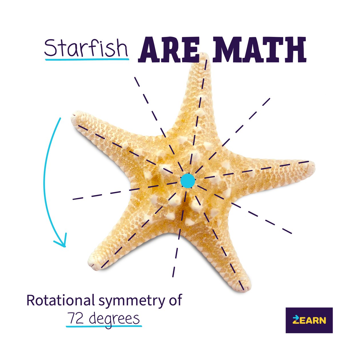 zearned's tweet image. Here’s a fun fact: A &quot;perfect&quot; starfish has rotational symmetry of 72 degrees. 🌊

🏝️If we place a point at the center of the starfish, we can rotate it around that point by any multiple of 72 degrees — and it will look exactly the same!