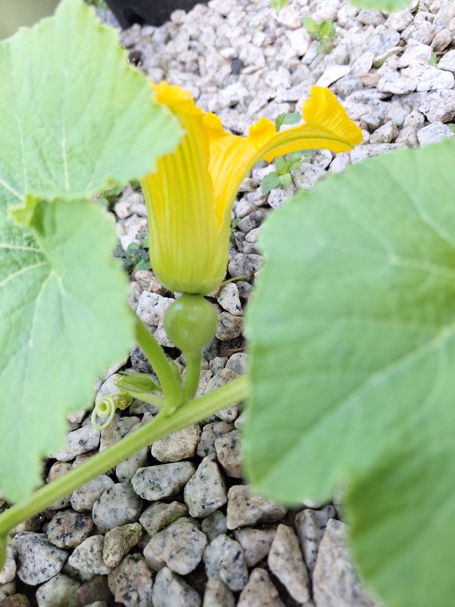 ただいまおはようおかひじき☘️
今朝の収穫は奇跡が起きました。
１個しか着果出来てなかったミニカボチャの収穫と同時に孫づるに雌花が咲きました。すぐさま人工受粉! 急に孫づるが伸びてきたので弱った子づるを摘芯したのが正解でした。最高の気分です✌️キュウリも14本収穫

現在キュウリ  217本目🥒