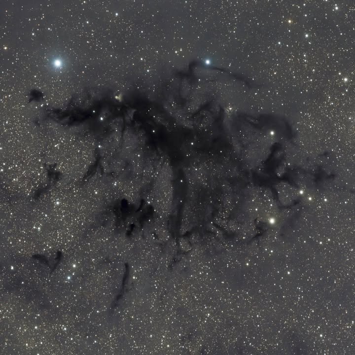 Celestron's tweet photo. 🌑 Into the Dark: LDN 673 🌑
Thorne Ransom captured the stunning #LDN673 — a twisting #darknebula in #Aquila — using dual #RASAs under pristine #Bortle 2 skies in West Virginia.
Unlike glowing #nebulae, dark nebulae don’t emit or reflect light. They block it — vast clouds of interstellar dust and gas so thick, they obscure the stars behind them.
LDN 673 is a #stellarnursery in waiting — cold, quiet, and packed with potential. Capturing details like these in the dark takes patience, skill, and skies that cooperate.
#AquilaConstellation #RASATwinSetup #CelestronNights #Astrophotography