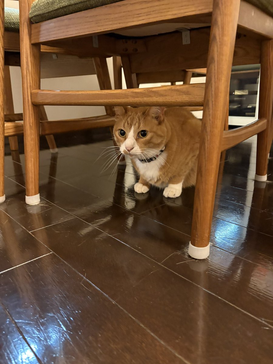shutamaru558's tweet photo. しゅうちゃん🐈まるちゃん🐈‍⬛は相変わらず元気です💕
そろそろまたまるちゃんは検査かな？💉少しでも数値がよくなってますよーに🍀*゜🙏 https://t.co/6VR1LlrckS