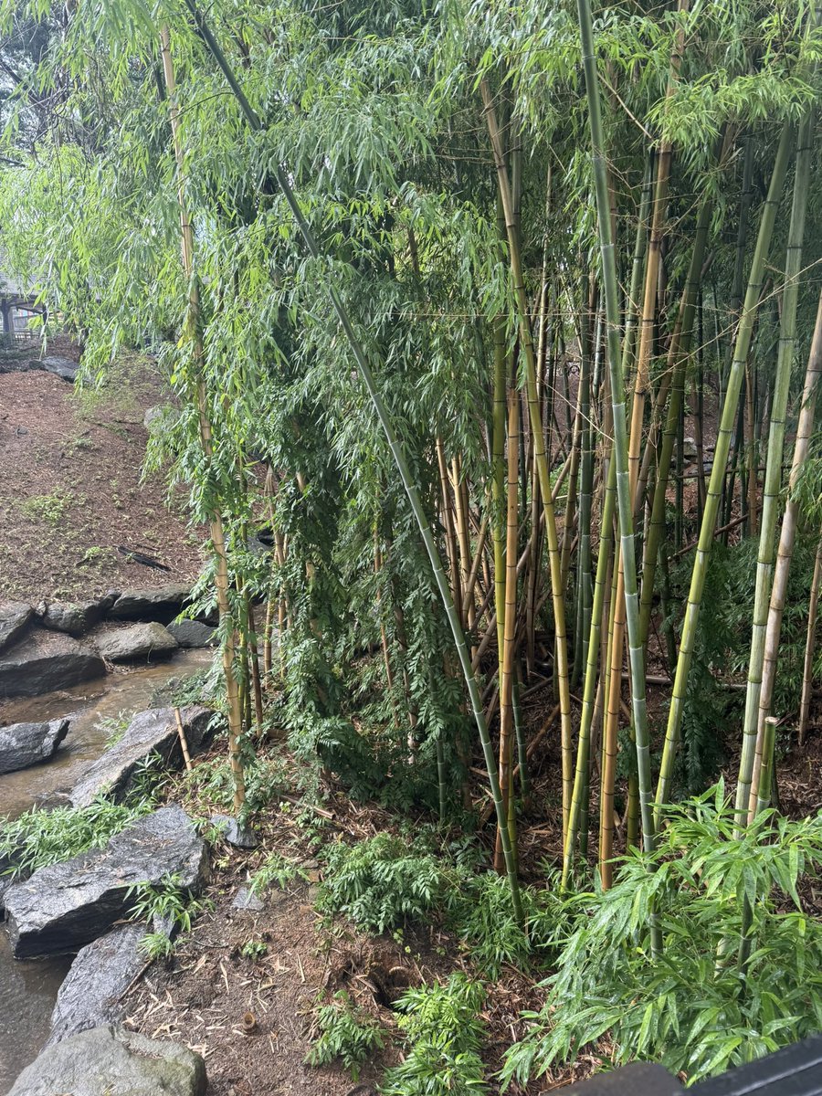 1luhad_'s tweet image. No rap deal frl nor a 9-5 ts out da mud yk datt🐶💩🩸#llmac💚