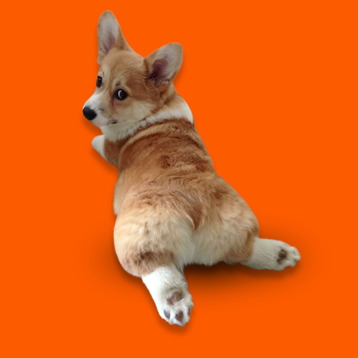 jangonotango's tweet image. this is $SPLOOT coded