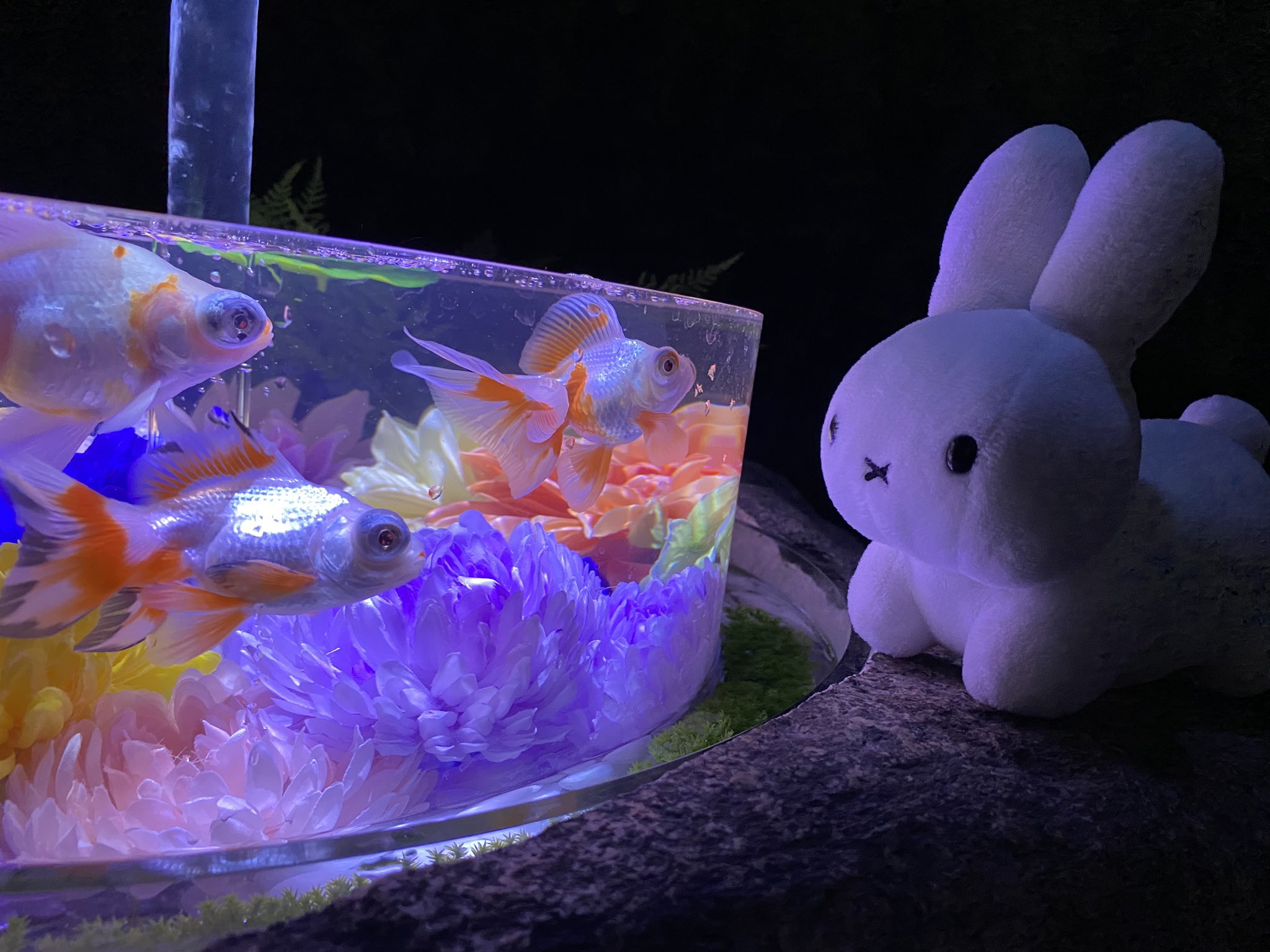 野生のうさぎ on X: 