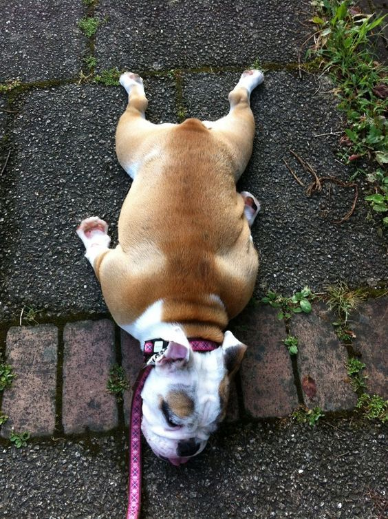 onchainjihadi's tweet image. "nah bro the turkish goth alt girl wont fuk me up"

the state bro found me in:

$SPLOOT