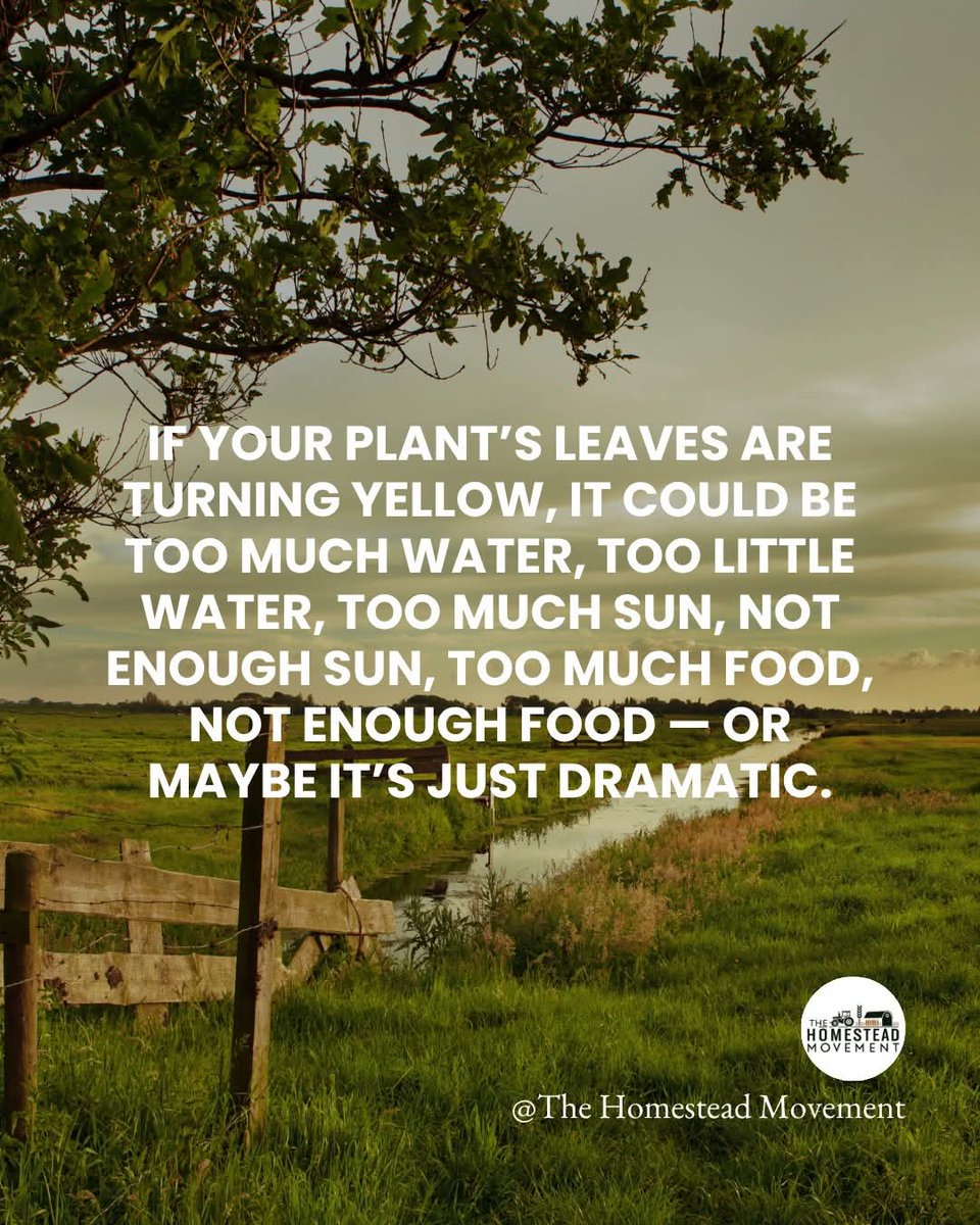 SamanthaRedeemd's tweet image. How are your gardens looking? Our tomatoes and kale are doing amazing, but animals are eating our corn and strawberries.