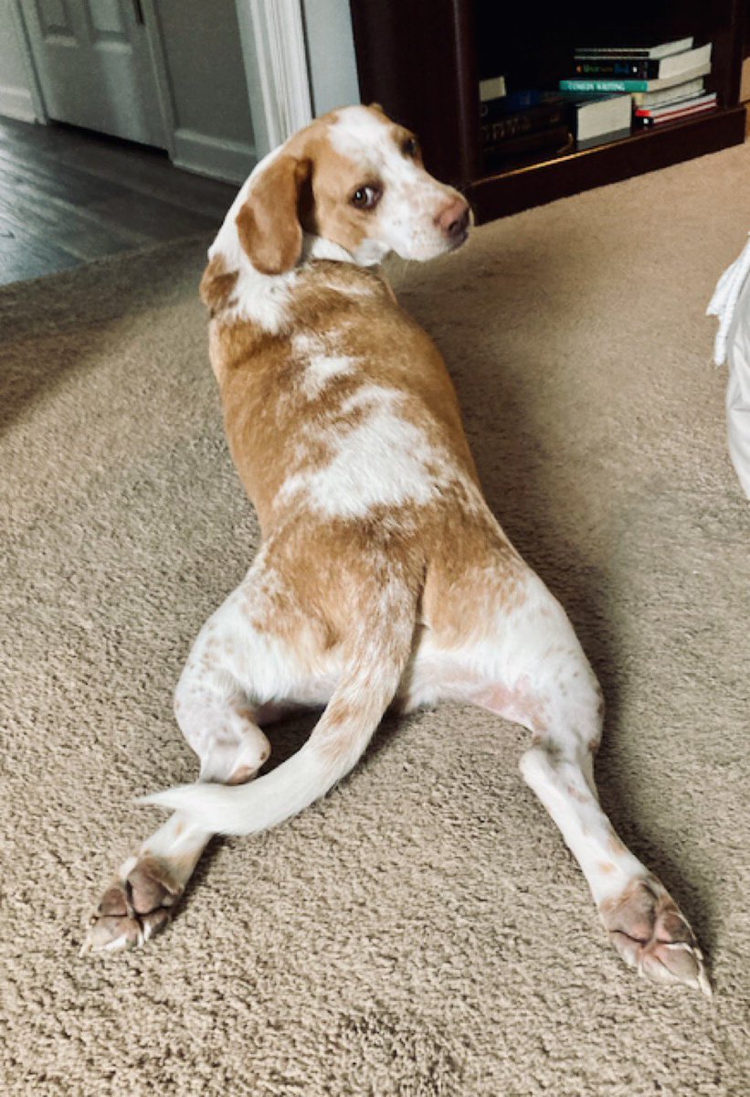 Mathy_Maths's tweet image. Sploot is cute and relatable 🥰 Higher for #sploot