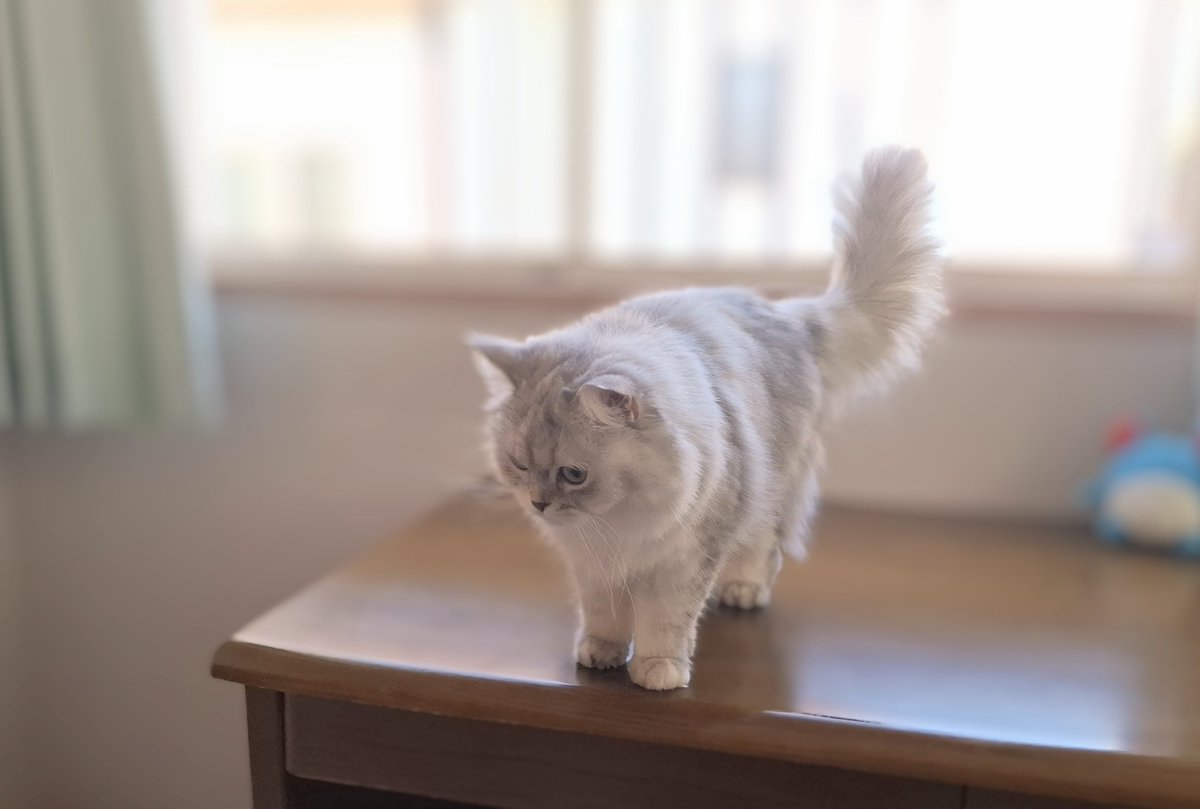 FrancesKingdom's tweet image. リンちゃんからも
おはにゃん☀️
あたちの体重ふえちゃたから
おいちいオヤツは少なめに
なっちゃった💦
ムーちゃんも残念だね
1歳5ヶ月 3.0㎏
#チンチラゴールデン
#ミヌエット