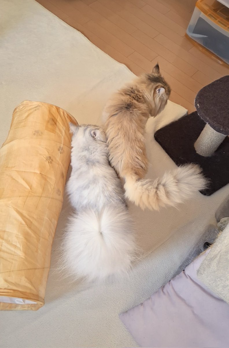 FrancesKingdom's tweet image. リンちゃんからも
おはにゃん☀️
あたちの体重ふえちゃたから
おいちいオヤツは少なめに
なっちゃった💦
ムーちゃんも残念だね
1歳5ヶ月 3.0㎏
#チンチラゴールデン
#ミヌエット