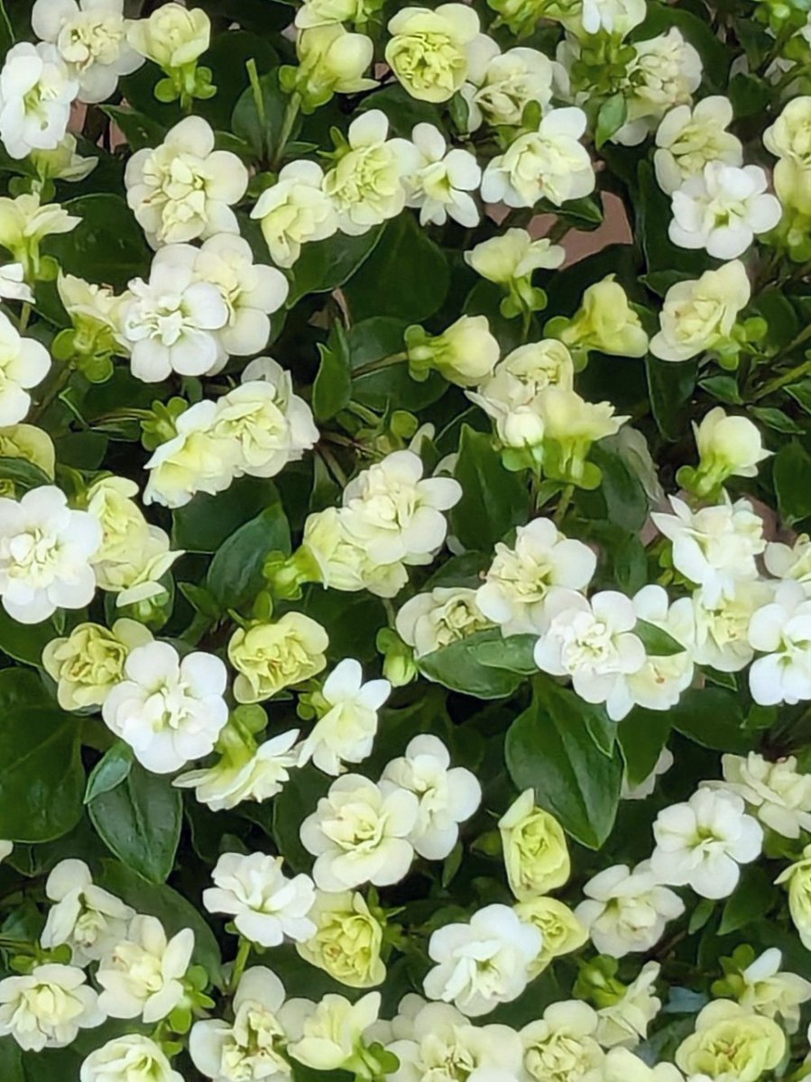 asawako319's tweet image. かわいいお花💐🌿