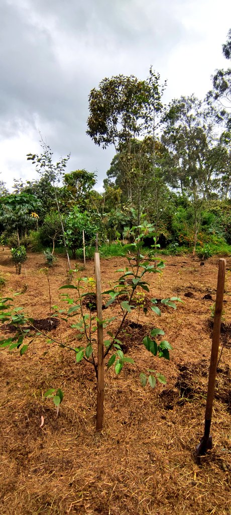 Cuando restauramos, también estamos transformando y protegiendo a #BogotáBiodiversa 🌿🌱🌼🍃.

Con la siembra de 200 árboles nativos en la Reserva Distrital de Humedal La Conejera, como parte del proceso de restauración ecológica, fortalecemos la estructura, funcionalidad y