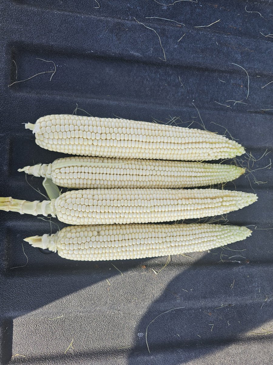 JLinvilleFert's tweet image. Corn between Kansas City and St. Joseph is looking good.