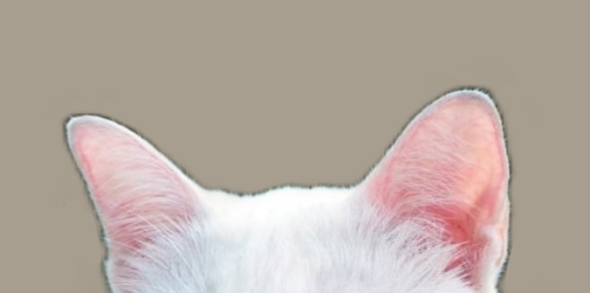 SatanDaily_WHB's tweet photo. #whb #Whatinhellisbad  🐈 https://t.co/9SV3og78cy