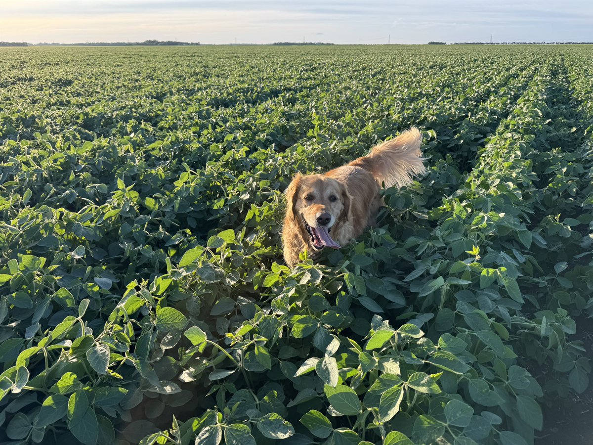 agassizmur1's tweet image. My trusted crop checker this evening is sure enjoying the crop of Boo6 soy that we have on the go near Carman, MB. @DEKALB_Canada @Bayer4CropsCA @AgassizSeedFarm #WestCdnAg