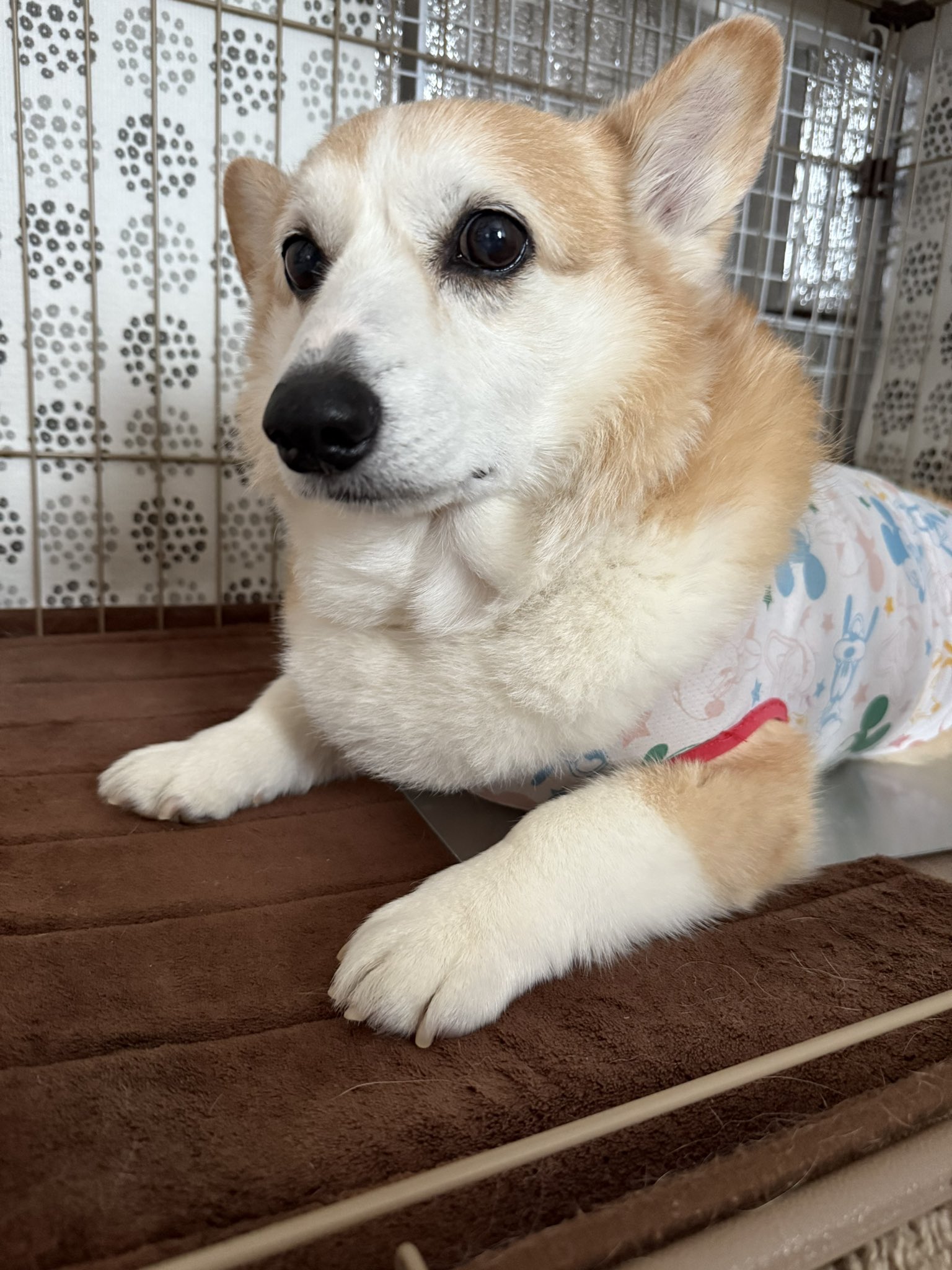 吾輩は犬 公式］ビーグルクルー「吾輩は犬である。」／リリックビデオ_