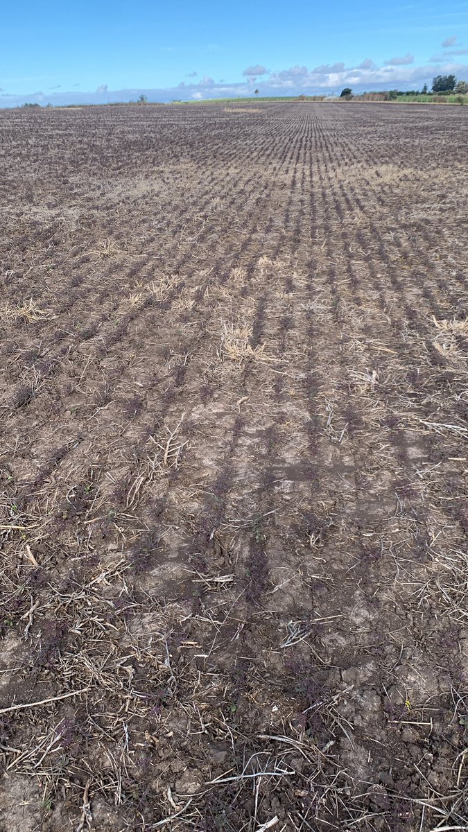 Maltese_Nico's tweet image. Asi se ve este particular Lupino lila con 4-5 hojas desarrolladas 🌱
🗓️ Fecha siembra: 10/6