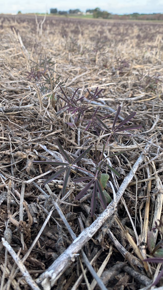 Maltese_Nico's tweet image. Asi se ve este particular Lupino lila con 4-5 hojas desarrolladas 🌱
🗓️ Fecha siembra: 10/6
