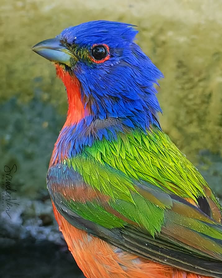 ItakeBirdPics's tweet image. Painted Bunting
Anahuac National Wildlife Refuge in Texas, USA. 04/15/2023 #paintedbunting #bunting #birdphotography #naturephotography