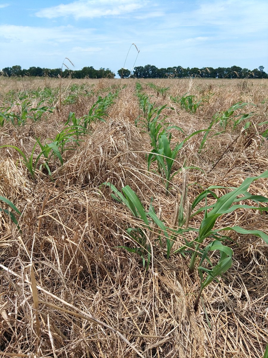 JeffMurphy10's tweet image. Open pollinated corn !

Shop heritage flour Murphygenerationsfarm.com